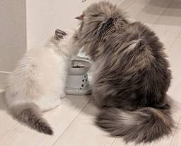 記事のアイキャッチ画像